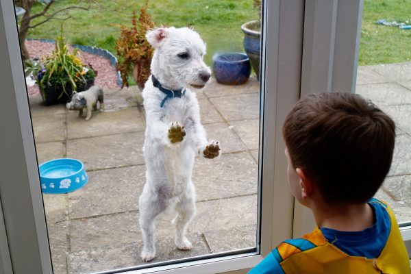 picture of a child on one side of a glass door and dog on the other. 